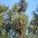 Pinus coulteri cone